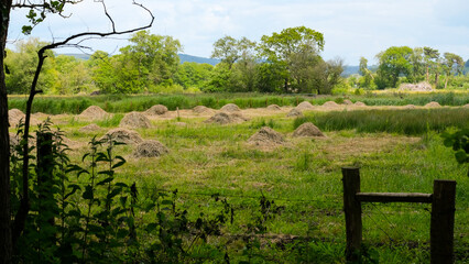 Rural countryside view of meadow field with piles of hay drying in the sun on the Somerset Levels in England UK © Travelanza