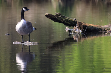 Kanadagans Gans Wasservogel Vogel grün Gänse Wasserspiegelung Reflektion Spiegelung 