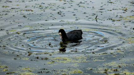 Adult coot water bird with white beak eating grassy weed in lake of nature reserve in England UK