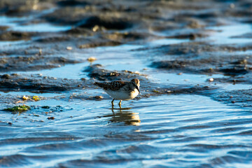 Sandpiper, Northern California Cosst, USA