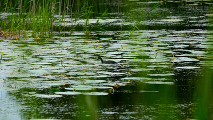Scenic view of waterfowl bird swimming through green weeds and lilies on lake at nature reserve on Somerset Levels in England UK