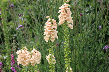 Digitalis common foxglove in flower. © Domoney Ltd