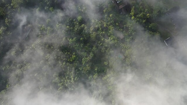 Voo sobre mata atl&acirc;ntica ao amanhecer com &aacute;rvores sob neblina