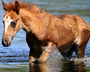 Salt River Wild Horse Colt 