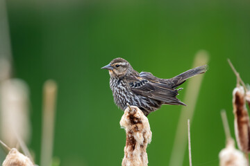Fluffed female Red-winged blackbird is sitting on reeds in summer.