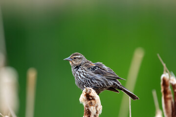 Fluffed female Red-winged blackbird is sitting on reeds in summer.