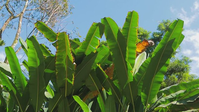 Folha de bananeira com c&eacute;u azul na mata atl&acirc;ntica