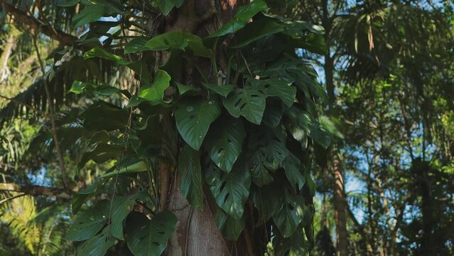Textura de planta trepadeira giboia furada em tronco de &aacute;rvore na mata atl&acirc;ntica