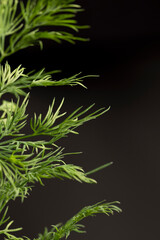 a large amount of green dill to add as spices