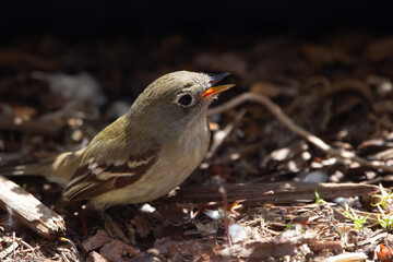 Least flycatcher with open beak is sitting on the mulched ground.