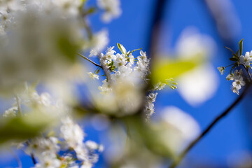 white flowers on cherry trees in the orchard