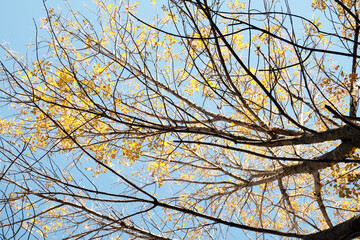 Yellow leaves on tree branches in Texas during fall season in nature.
