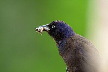 Common grackle with full mouth of worms sitting on reeds.