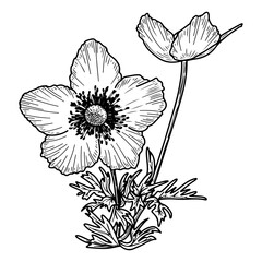 Crown anemone flower sketch. Garden buttercup. Plant bud. Blooming nature. Hand drawn vector line illustration.