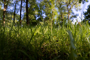 maples and other deciduous trees in the park in spring