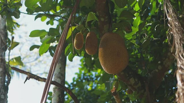 Frutos de jaca pendurado em &aacute;rvore jaqueira