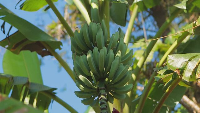 Cacho de bananas verdes com c&eacute;u azul