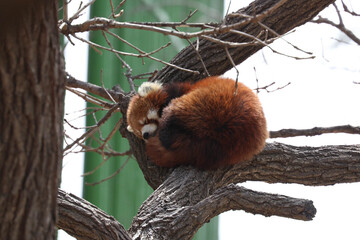 Close up Cute Red Panda, Lesser Panda