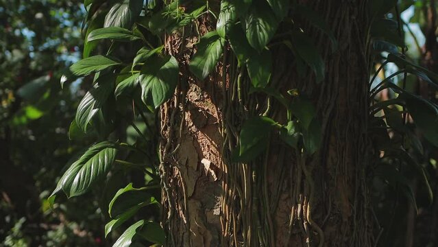 Textura de planta trepadeira giboia furada em tronco de &aacute;rvore na mata atl&acirc;ntica