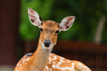 Portrait spot deer looking at camera in the woods