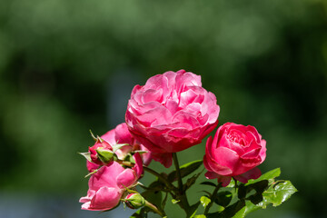 red roses in their natural habitat, in full bloom at close range,elegant, intimate, romantic, delicate