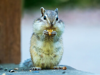 Male of a chipmunk is eating and looking at a camera