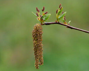 Fresh seeds, leaves and buds of an alder tree.