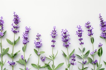 Naklejka premium Lavender flowers and leaves layout for health and design.