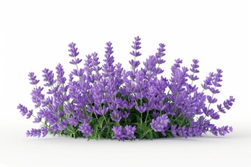 Isolated bunch of lavender flowers on white background.