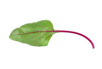 Swiss chard leaves on a white background