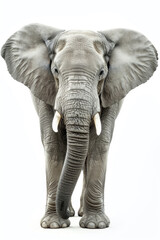 Majestic African Elephant Standing Tall with Large Ears and Trunk in Full View Against a White Background