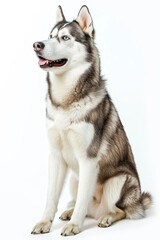 Fototapeta premium Beautiful Siberian Husky Dog with Blue Eyes Sitting Against a White Background, Capturing the Majestic and Friendly Nature of This Popular Breed, Perfect for Pet and Animal-Themed Projects