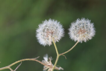 Obraz premium dandelion isolated on green background
