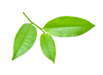Green tea leaf isolated on white background