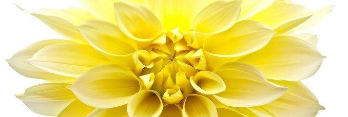 Obraz premium Yellow minimalist flower on white background, soft focus center, perfect for text overlay