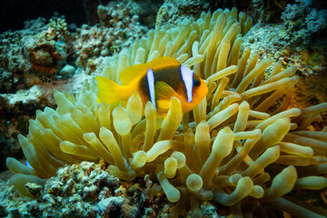 Clown Anemonefish, Amphiprion percula, swimming among the tentacles of its anemone home.