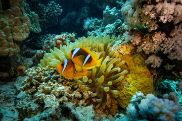 Clown Anemonefish, Amphiprion percula, swimming among the tentacles of its anemone home.