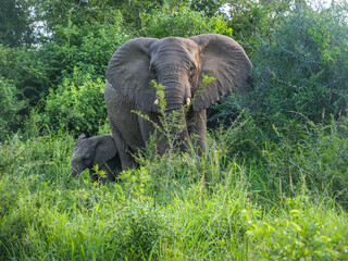 Eléphant de réserve en Afrique du Sud