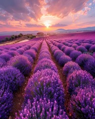 A vast expanse of lavender fields in full bloom at sunrise The rows of purple flowers stretch out towards the horizon