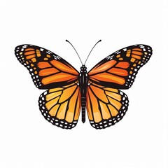 Fototapeta premium Beautiful colorful butterfly isolated over white background