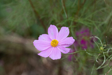 Close up Blooming Pink Cosmos flower in the garden