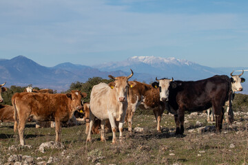 Herd of cows on the free range in the mountains in Greece. Snow-covered mountain tops on background.
