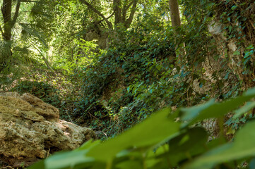 A dense forest scene with lush green vegetation.