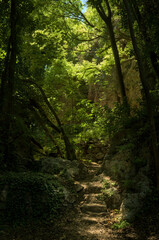 A narrow, shaded forest path surrounded by dense green foliage.