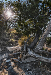 Obraz premium Arbol en la montaña con contraluz