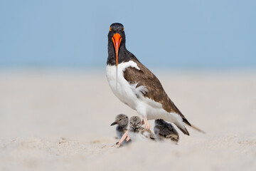 Oystercatcher with her chicks