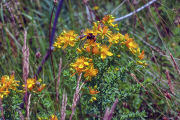 Hypericum perforatum PERFORATE ST JOHN'S-WORT plant with yellow flowers