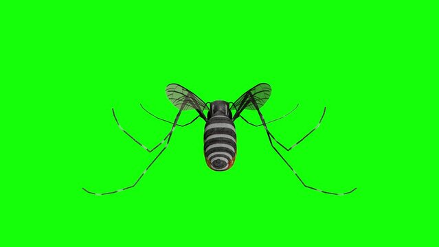 3D rendering motion: rotation of an Aedes aegypti mosquito, simulating feeding on blood.