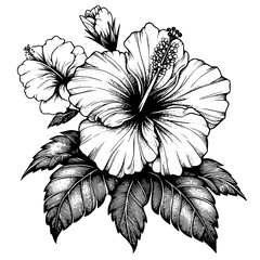 black and white hibiscus