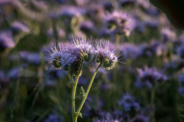 Nahaufnahme einer einzelnen Rainfarn-Phazelie (Phacelia tanacetifolia),  lila grüner Hintergrund unscharf
